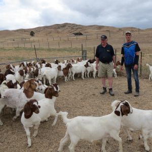 Live Boer Goats